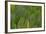 Green Wing Feathers of a Parrot-Darrell Gulin-Framed Photographic Print