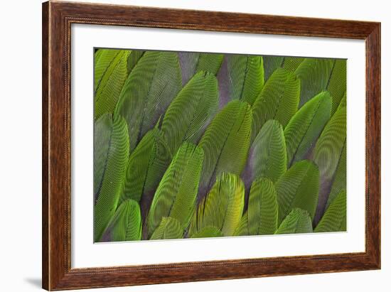 Green Wing Feathers of a Parrot-Darrell Gulin-Framed Photographic Print