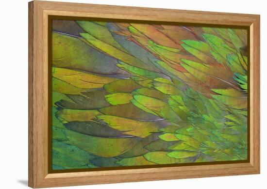 Green Wing Shoulder Design Nicobar Pigeon-Darrell Gulin-Framed Premier Image Canvas