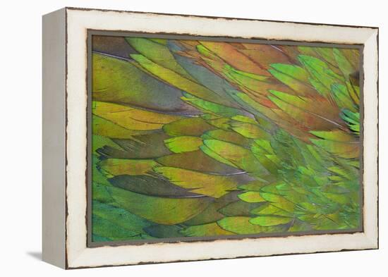 Green Wing Shoulder Design Nicobar Pigeon-Darrell Gulin-Framed Premier Image Canvas