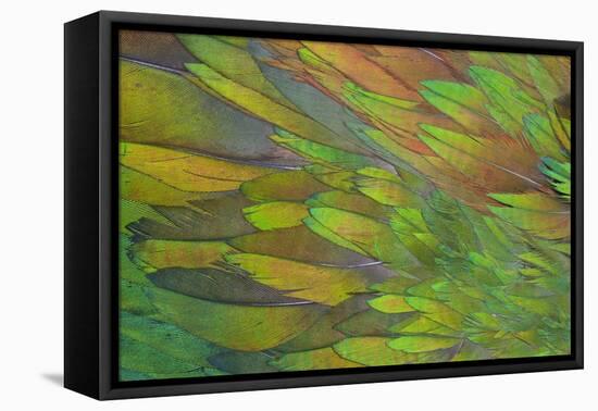 Green Wing Shoulder Design Nicobar Pigeon-Darrell Gulin-Framed Premier Image Canvas