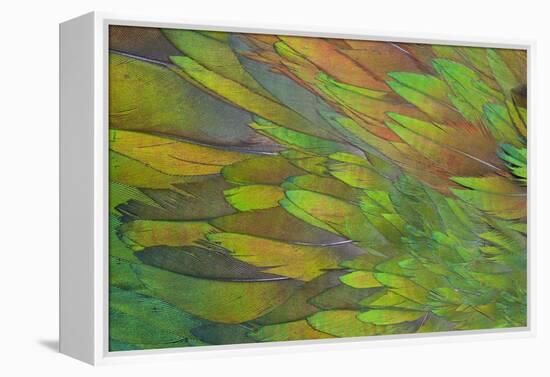 Green Wing Shoulder Design Nicobar Pigeon-Darrell Gulin-Framed Premier Image Canvas