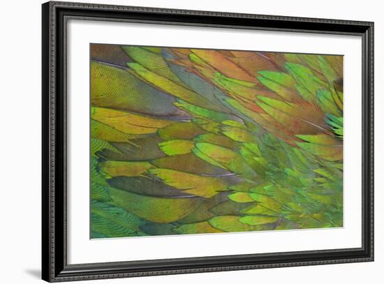 Green Wing Shoulder Design Nicobar Pigeon-Darrell Gulin-Framed Photographic Print