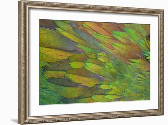 Green Wing Shoulder Design Nicobar Pigeon-Darrell Gulin-Framed Photographic Print