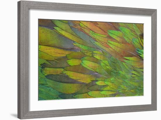 Green Wing Shoulder Design Nicobar Pigeon-Darrell Gulin-Framed Photographic Print