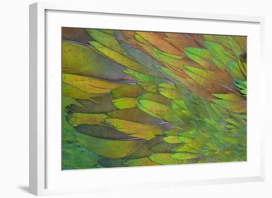 Green Wing Shoulder Design Nicobar Pigeon-Darrell Gulin-Framed Photographic Print