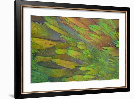 Green Wing Shoulder Design Nicobar Pigeon-Darrell Gulin-Framed Photographic Print