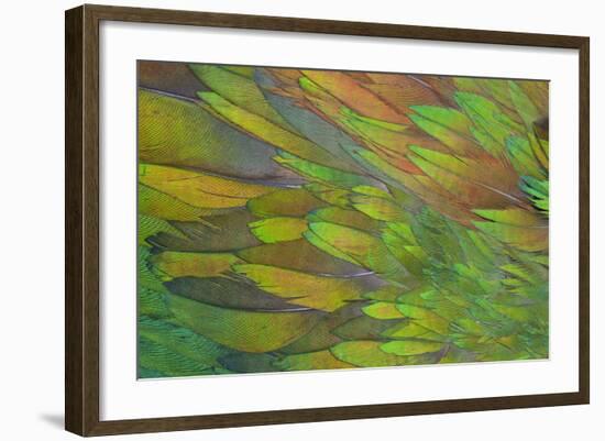 Green Wing Shoulder Design Nicobar Pigeon-Darrell Gulin-Framed Photographic Print