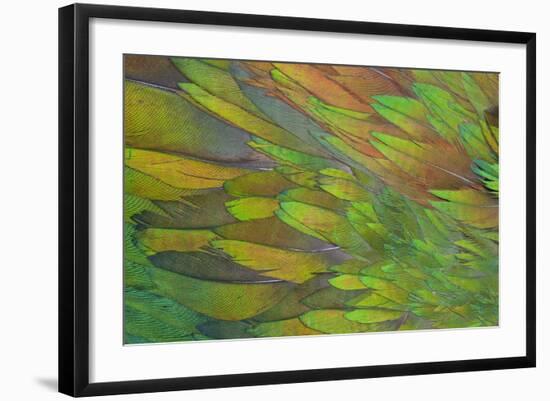 Green Wing Shoulder Design Nicobar Pigeon-Darrell Gulin-Framed Photographic Print