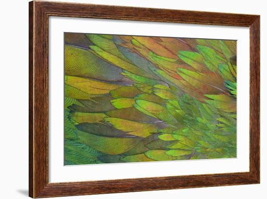 Green Wing Shoulder Design Nicobar Pigeon-Darrell Gulin-Framed Photographic Print