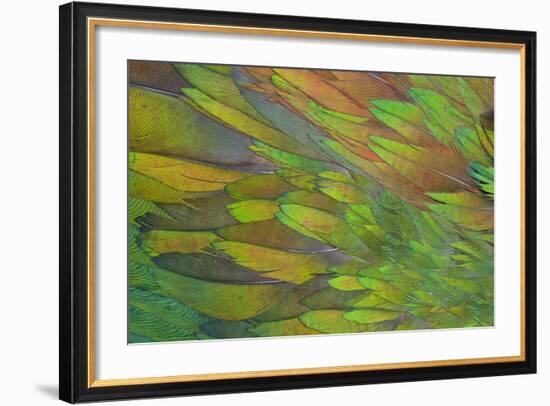 Green Wing Shoulder Design Nicobar Pigeon-Darrell Gulin-Framed Photographic Print