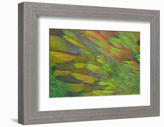 Green Wing Shoulder Design Nicobar Pigeon-Darrell Gulin-Framed Photographic Print