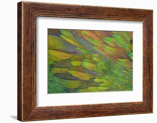 Green Wing Shoulder Design Nicobar Pigeon-Darrell Gulin-Framed Photographic Print