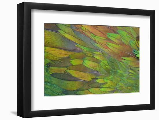 Green Wing Shoulder Design Nicobar Pigeon-Darrell Gulin-Framed Photographic Print