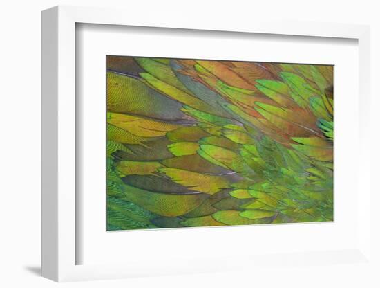 Green Wing Shoulder Design Nicobar Pigeon-Darrell Gulin-Framed Photographic Print