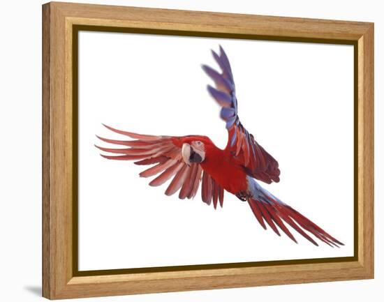 Green Winged Macaw {Ara Chloroptera} in Flight, Captive-Mark Taylor-Framed Premier Image Canvas