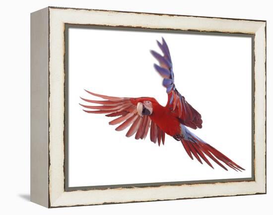 Green Winged Macaw {Ara Chloroptera} in Flight, Captive-Mark Taylor-Framed Premier Image Canvas