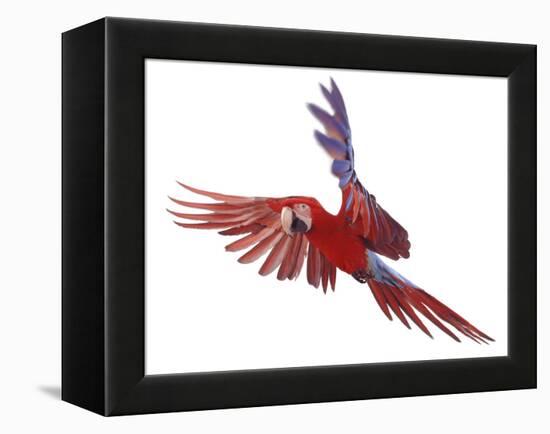 Green Winged Macaw {Ara Chloroptera} in Flight, Captive-Mark Taylor-Framed Premier Image Canvas