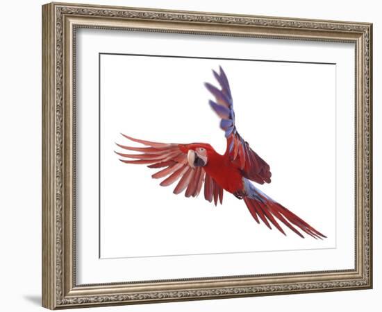 Green Winged Macaw {Ara Chloroptera} in Flight, Captive-Mark Taylor-Framed Photographic Print