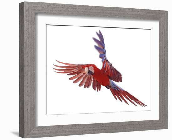 Green Winged Macaw {Ara Chloroptera} in Flight, Captive-Mark Taylor-Framed Photographic Print