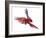 Green Winged Macaw {Ara Chloroptera} in Flight, Captive-Mark Taylor-Framed Photographic Print