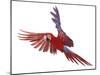Green Winged Macaw {Ara Chloroptera} in Flight, Captive-Mark Taylor-Mounted Photographic Print