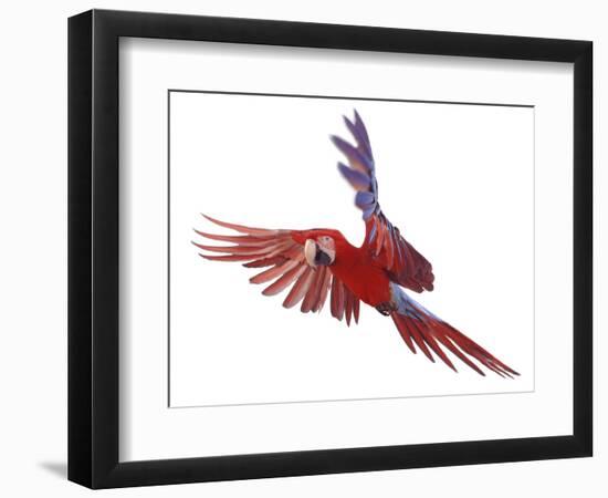 Green Winged Macaw {Ara Chloroptera} in Flight, Captive-Mark Taylor-Framed Photographic Print