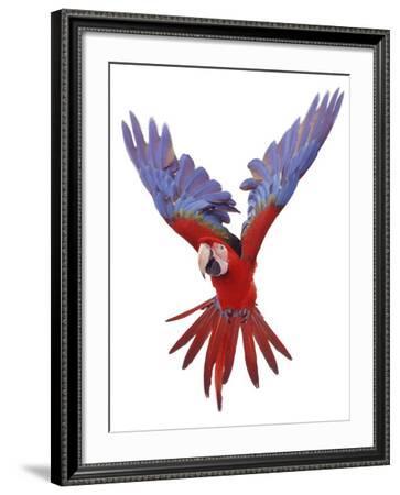 Green Winged Macaw {Ara Chloroptera} in Flight, Captive' Photographic Print  - Mark Taylor | Art.com