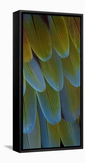 Green-Winged Macaw Wing Feathers-Darrell Gulin-Framed Premier Image Canvas