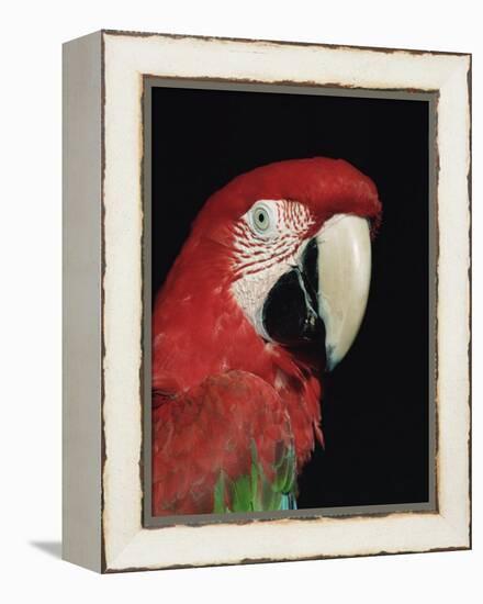 Green Winged Macaw-Lynn M. Stone-Framed Premier Image Canvas