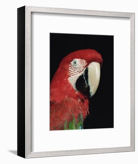 Green Winged Macaw-Lynn M. Stone-Framed Premium Photographic Print