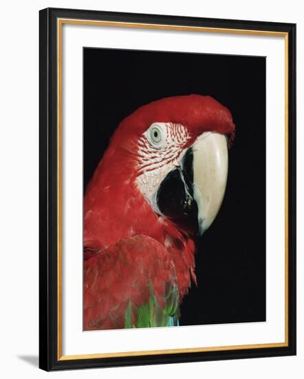 Green Winged Macaw-Lynn M. Stone-Framed Photographic Print