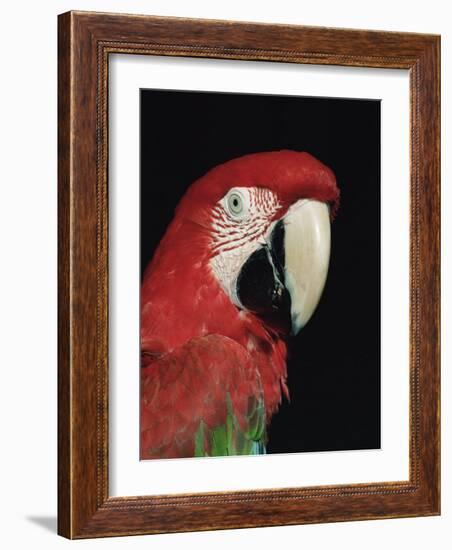 Green Winged Macaw-Lynn M. Stone-Framed Photographic Print