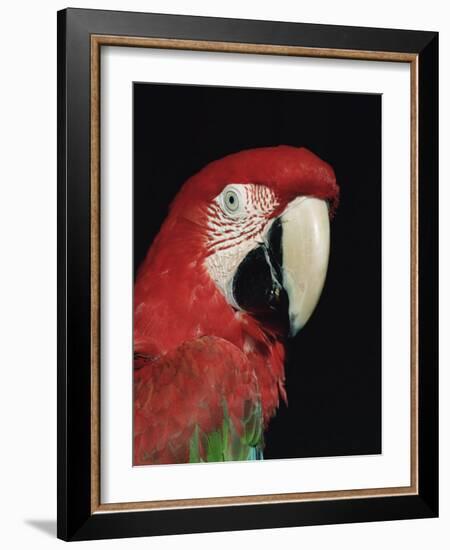 Green Winged Macaw-Lynn M. Stone-Framed Photographic Print