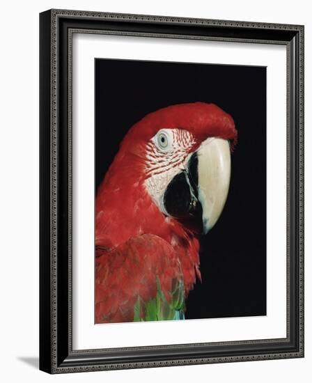 Green Winged Macaw-Lynn M. Stone-Framed Photographic Print