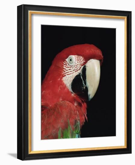 Green Winged Macaw-Lynn M. Stone-Framed Photographic Print