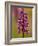 Green-Winged Orchid, Barrington Hill Somerset, UK-Ross Hoddinott-Framed Photographic Print