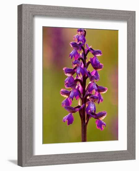 Green-Winged Orchid, Barrington Hill Somerset, UK-Ross Hoddinott-Framed Photographic Print