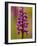 Green-Winged Orchid, Barrington Hill Somerset, UK-Ross Hoddinott-Framed Photographic Print