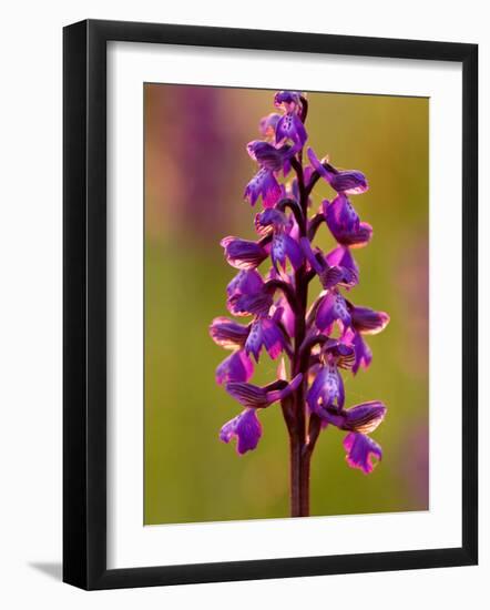 Green-Winged Orchid, Barrington Hill Somerset, UK-Ross Hoddinott-Framed Photographic Print