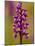 Green-Winged Orchid, Barrington Hill Somerset, UK-Ross Hoddinott-Mounted Photographic Print