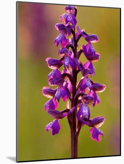 Green-Winged Orchid, Barrington Hill Somerset, UK-Ross Hoddinott-Mounted Photographic Print