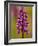 Green-Winged Orchid, Barrington Hill Somerset, UK-Ross Hoddinott-Framed Photographic Print