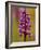 Green-Winged Orchid, Barrington Hill Somerset, UK-Ross Hoddinott-Framed Photographic Print