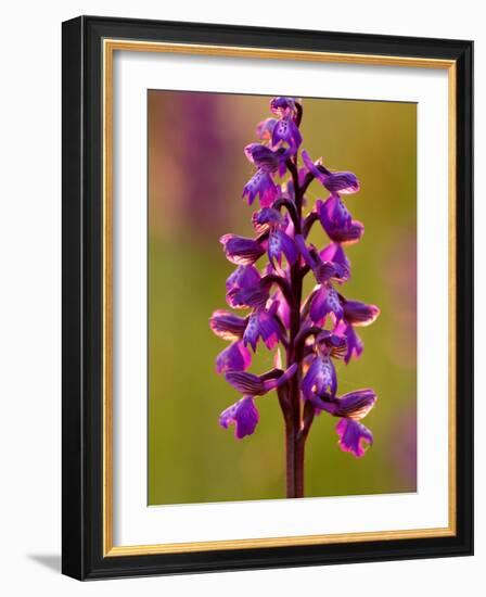 Green-Winged Orchid, Barrington Hill Somerset, UK-Ross Hoddinott-Framed Photographic Print