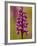 Green-Winged Orchid, Barrington Hill Somerset, UK-Ross Hoddinott-Framed Photographic Print