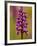 Green-Winged Orchid, Barrington Hill Somerset, UK-Ross Hoddinott-Framed Photographic Print