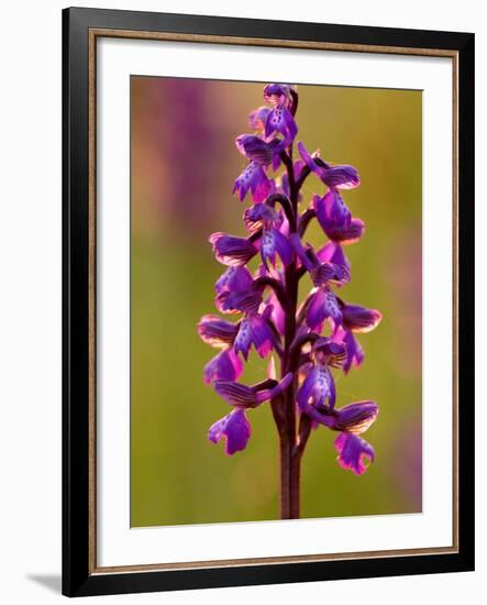 Green-Winged Orchid, Barrington Hill Somerset, UK-Ross Hoddinott-Framed Photographic Print