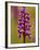 Green-Winged Orchid, Barrington Hill Somerset, UK-Ross Hoddinott-Framed Photographic Print