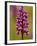 Green-Winged Orchid, Barrington Hill Somerset, UK-Ross Hoddinott-Framed Photographic Print